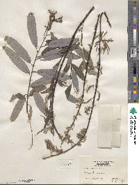 Salix petiolaris image