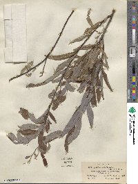 Salix petiolaris image