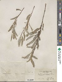 Salix petiolaris image