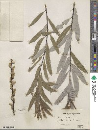 Salix petiolaris image