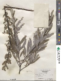 Salix petiolaris image