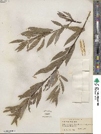 Salix petiolaris image