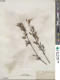 Salix petiolaris image