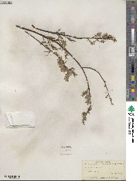 Salix petiolaris image