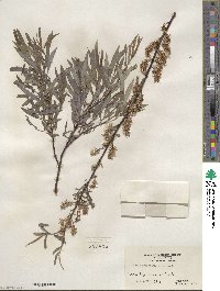 Salix petiolaris image