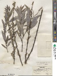 Salix petiolaris image