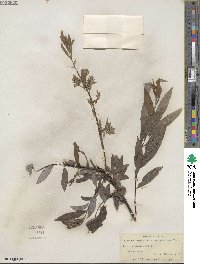 Salix petiolaris image