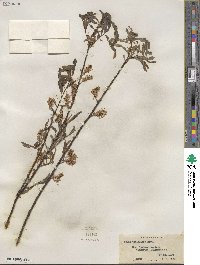 Salix petiolaris image