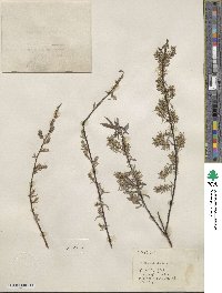 Salix petiolaris image