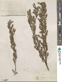 Salix petiolaris image