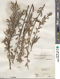 Salix petiolaris image