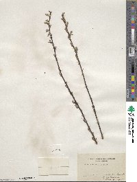 Salix petiolaris image