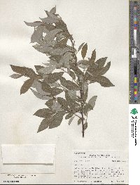 Salix petiolaris image