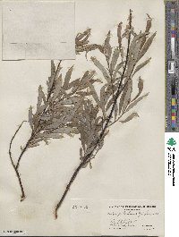 Salix petiolaris image