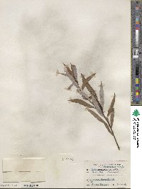 Salix petiolaris image