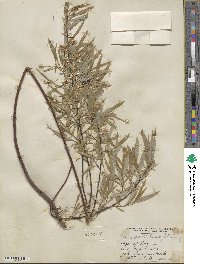 Salix petiolaris image