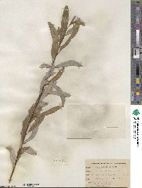 Salix petiolaris image