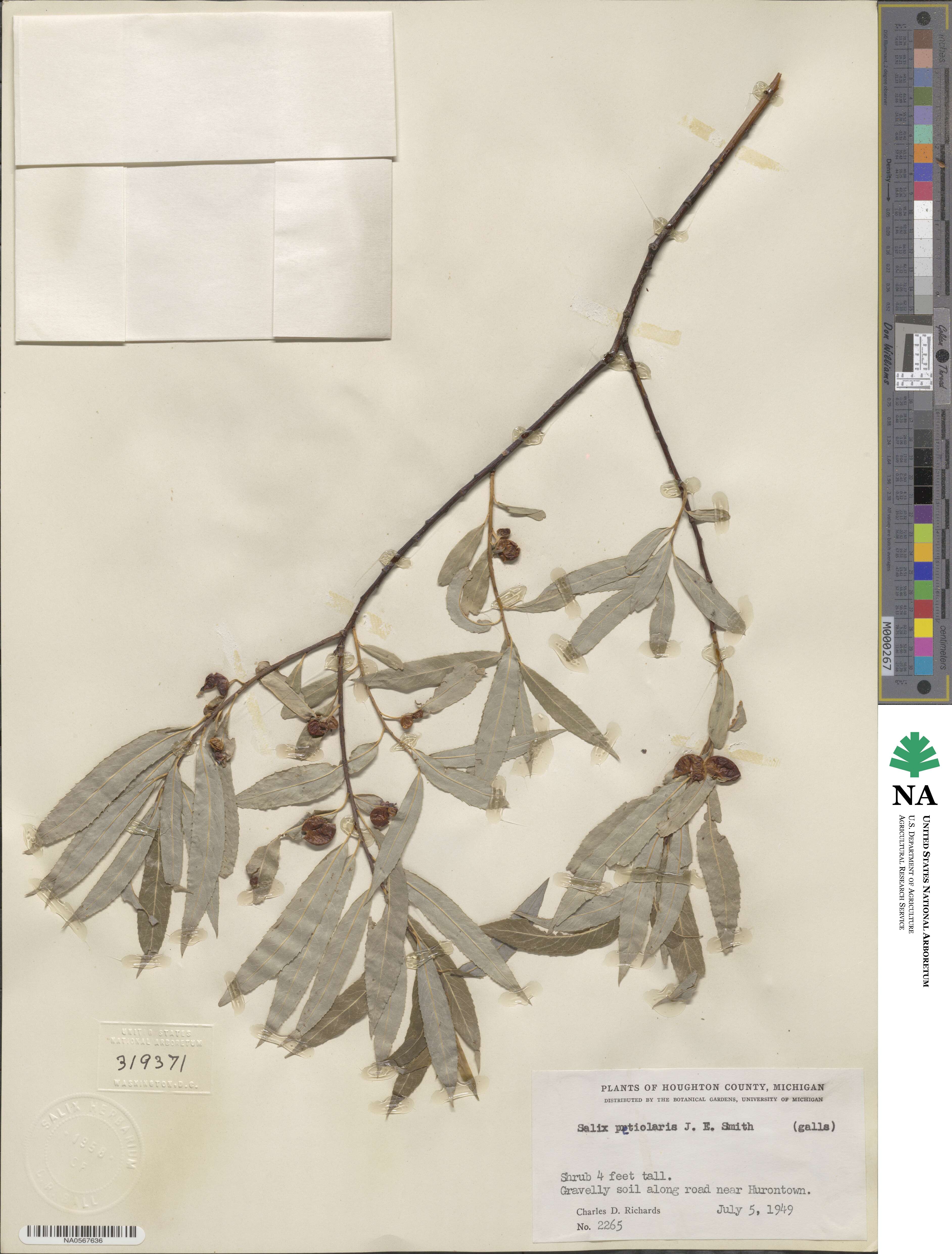 Salix petiolaris image