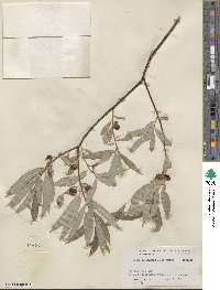 Salix petiolaris image