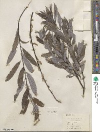 Salix petiolaris image