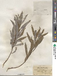 Salix petiolaris image