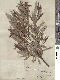 Salix petiolaris image