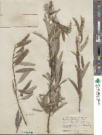 Salix petiolaris image