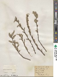 Salix petiolaris image