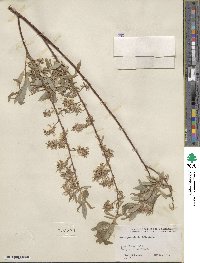 Salix petiolaris image