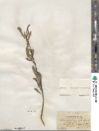 Salix petiolaris image