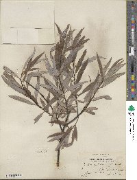 Salix petiolaris image