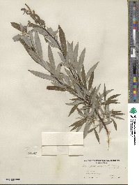 Salix petiolaris image