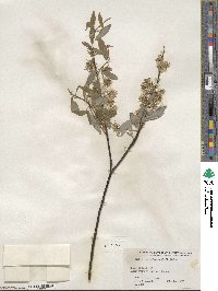 Salix petiolaris image