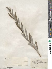 Salix petiolaris image