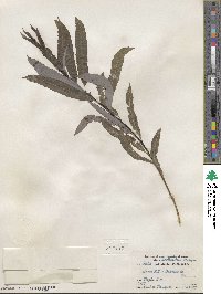 Salix petiolaris image