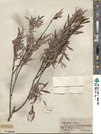 Salix petiolaris image