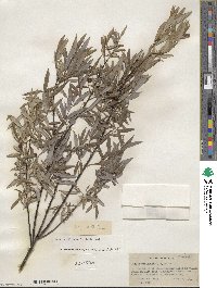 Salix petiolaris image