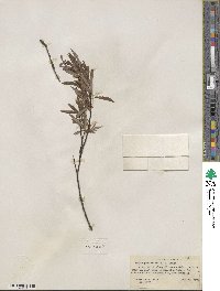 Salix petiolaris image