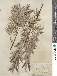 Salix petiolaris image