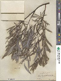 Salix petiolaris image