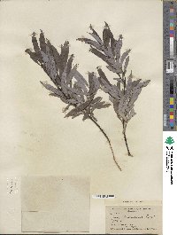 Salix petiolaris image