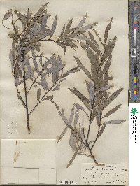 Salix petiolaris image