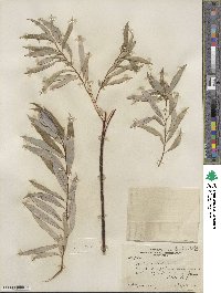 Salix petiolaris image