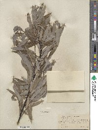 Salix petiolaris image