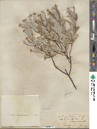 Salix petiolaris image