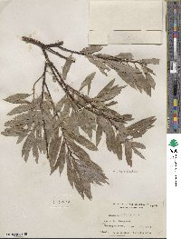 Salix petiolaris image