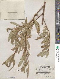 Salix petiolaris image