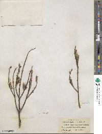 Salix petiolaris image