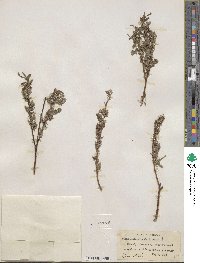 Salix petiolaris image