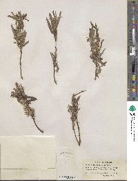 Salix petiolaris image